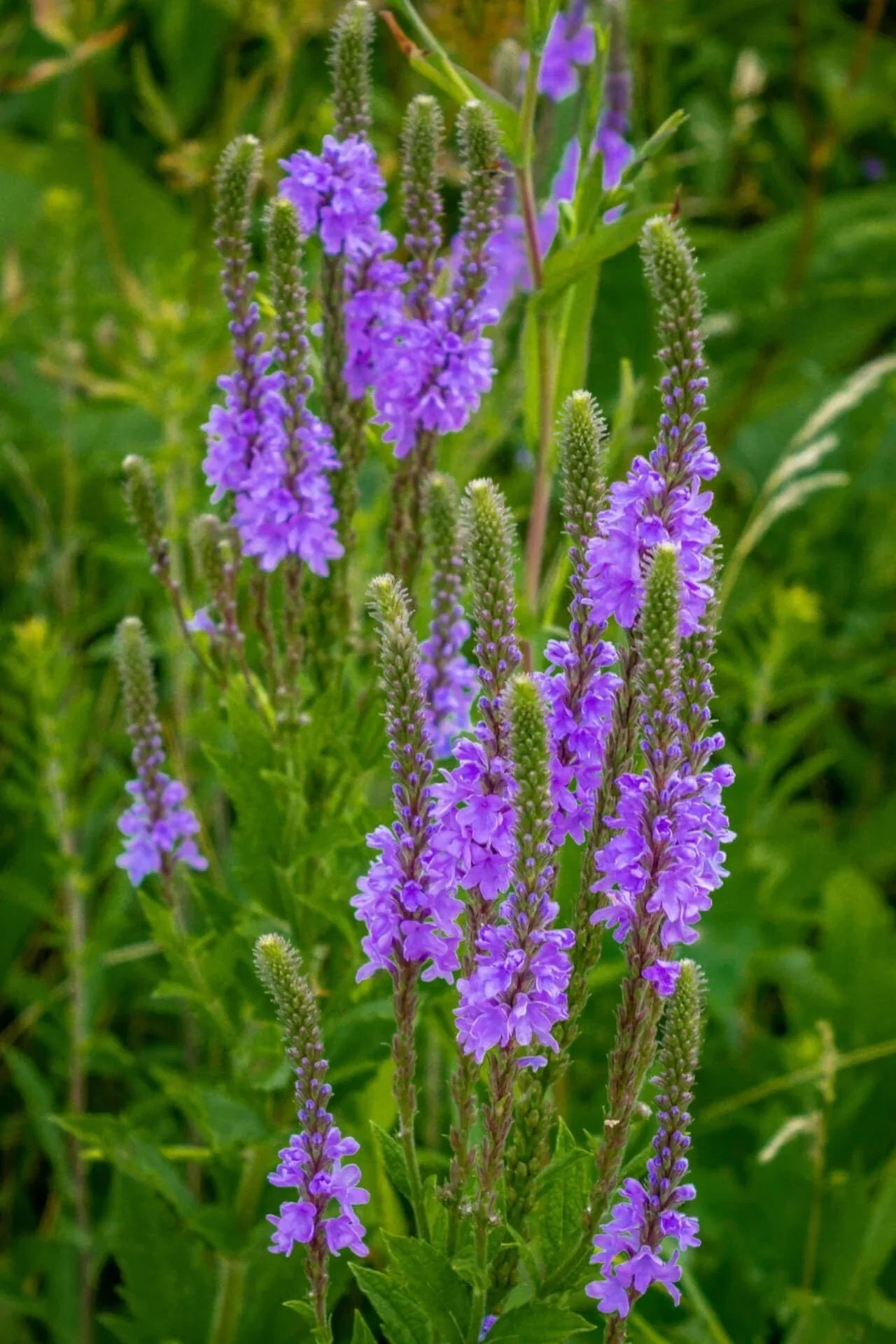 Image of Blue Vervain