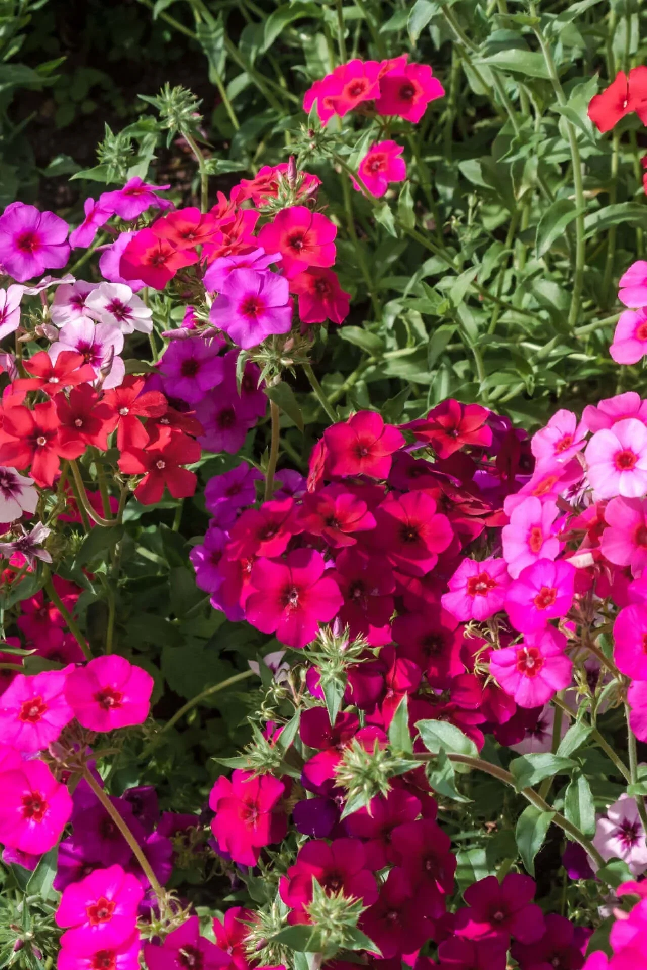 Image of Annual Phlox