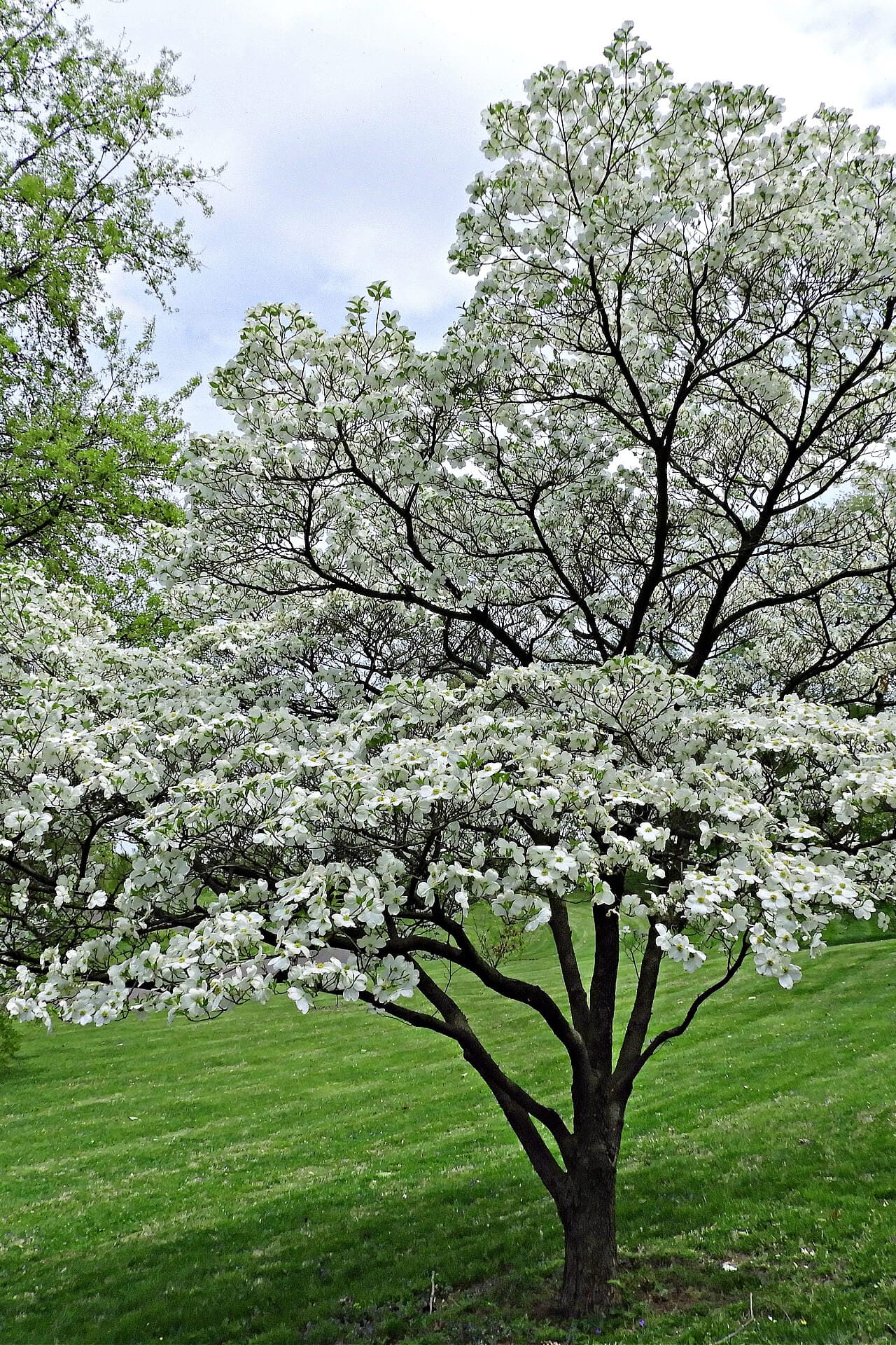 Image of White Princess Dogwood Tree