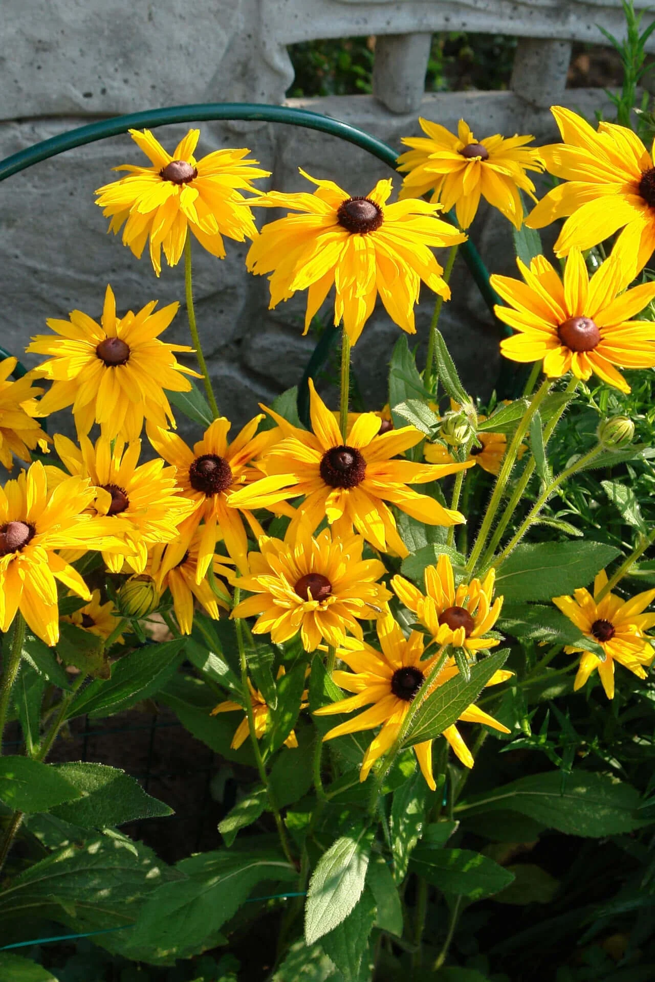 Image of Black Eyed Susan