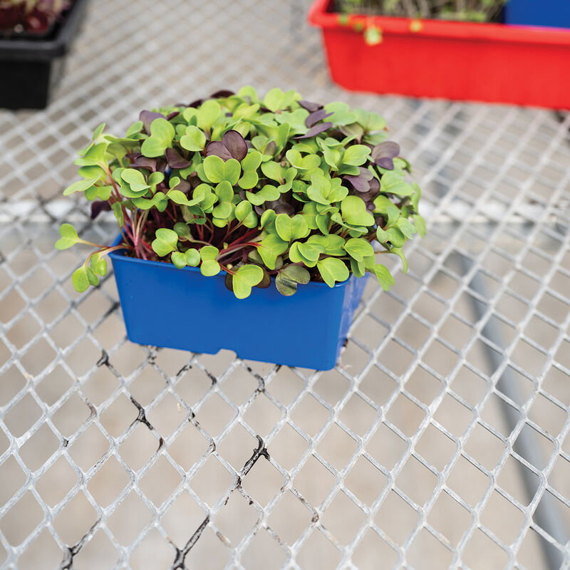 Polypro 5x5 Insert Pots – Blue, 8 Count