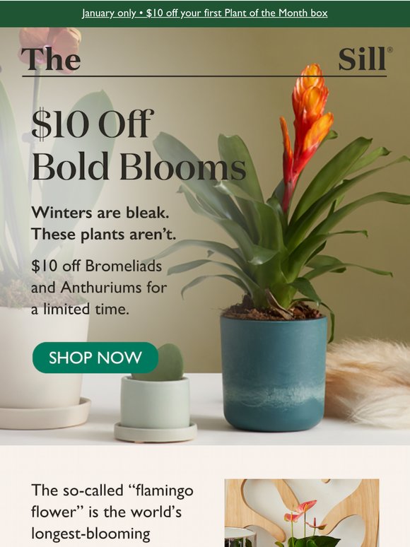 Grab $10 Off Flowering Plants
