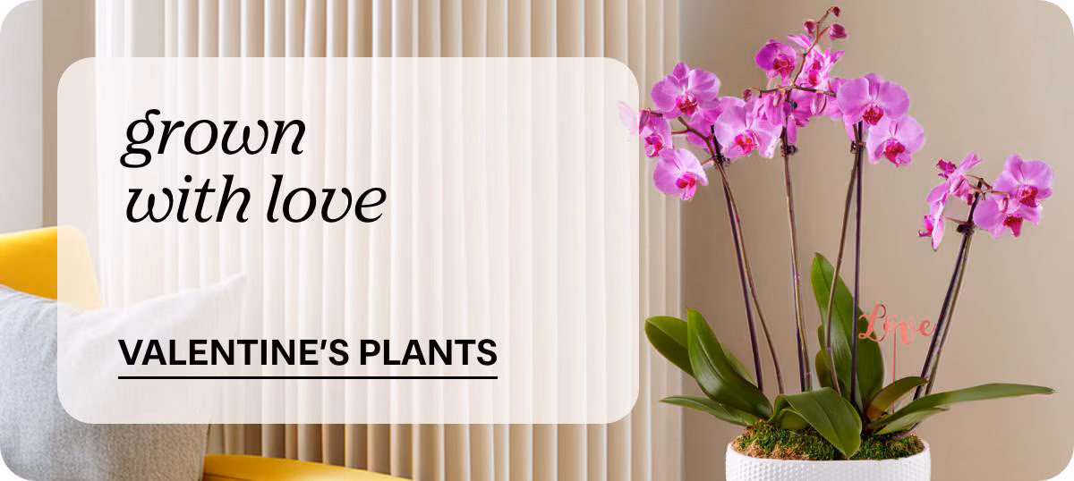 grown with love - VALENTINE'S PLANTS »