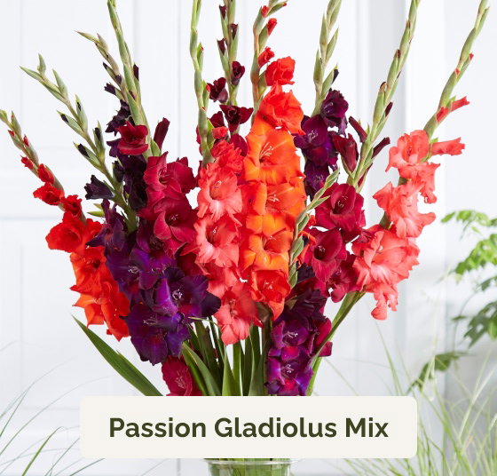 Passion Gladiolus Mix