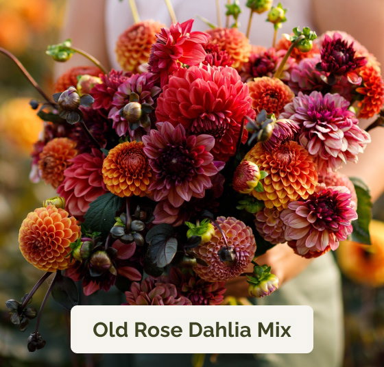 Old Rose Dahlia Mix
