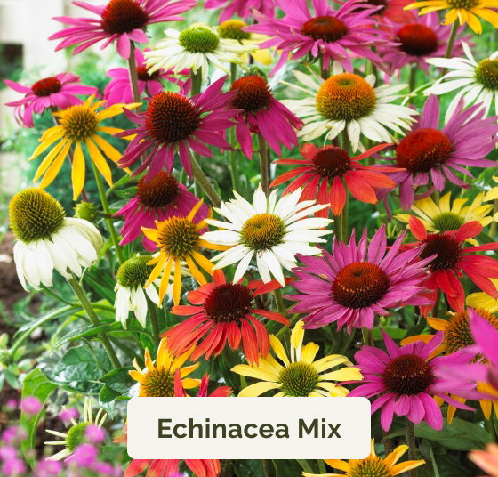 Echinacea Mix