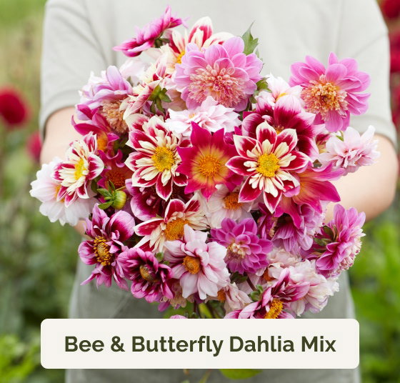 Bee & Butterfly Dahlia Mix