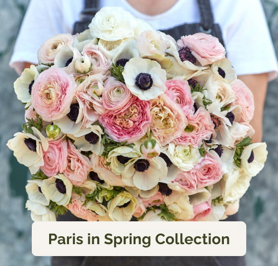 Paris in Spring Collection