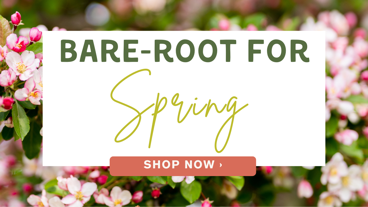 Bare-Root for Spring