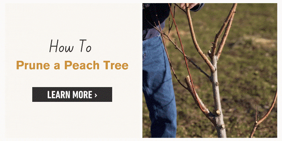 How to prune a peach tree