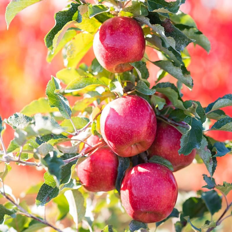 Image of Apple Trees