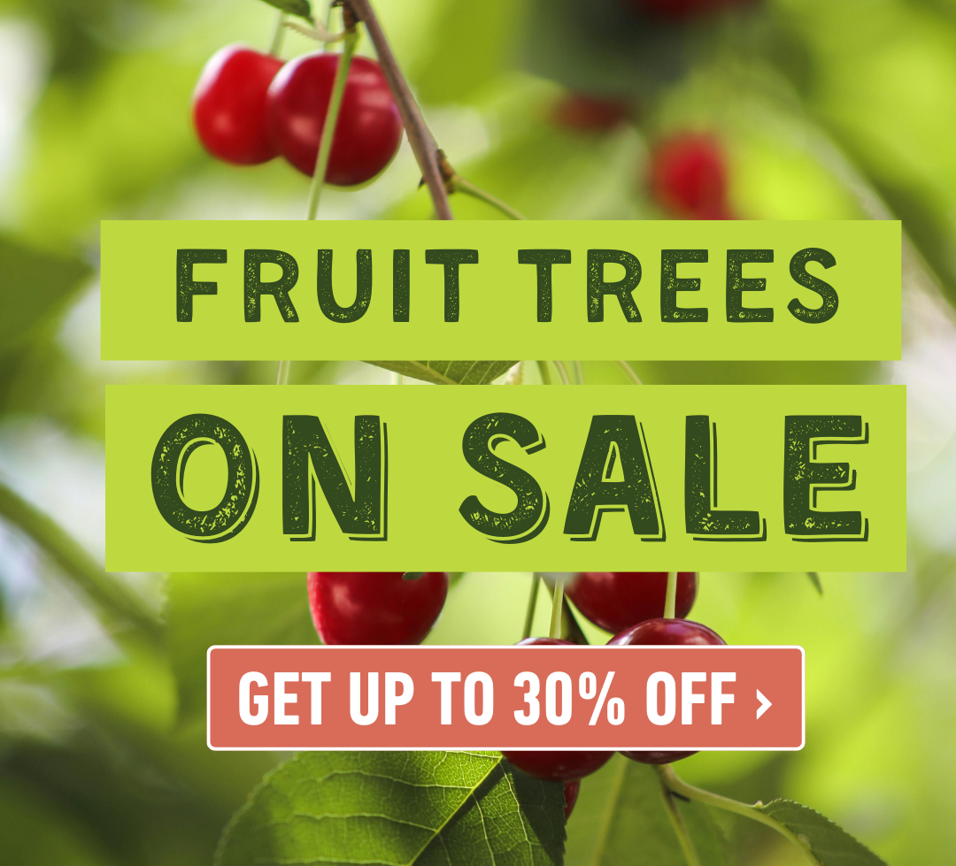 Shop Now & Save