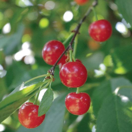 Image of Cherry Trees