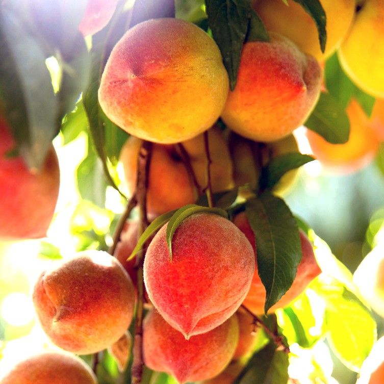 Image of Peach Trees