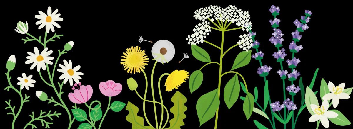 Ilustrated herbs and flowers