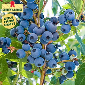 Ka-Bluey® Northern Highbush Blueberry Plant
