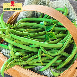 Early Contender Bush Bean Seed