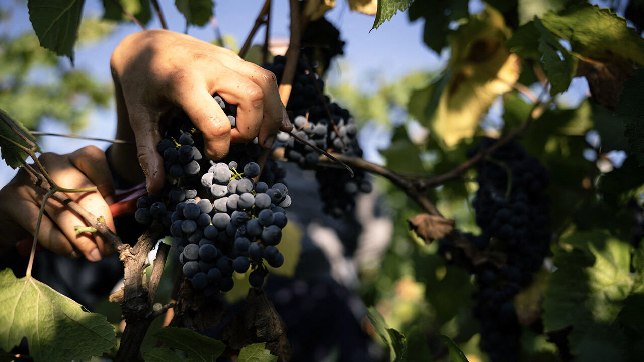 A harvester cuts a bunch of grapes of pinot noir to produce Cremant (sparkling wine) during the harvest at Domaine Moellinger vineyard, in Wettolsheim.