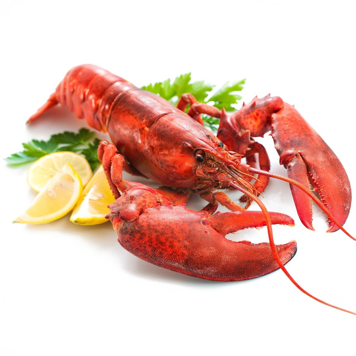 Hummer, gekocht, 400 g, Wildfang