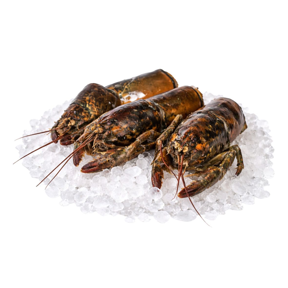 Hummer-Karkassen für Fond, 1 kg