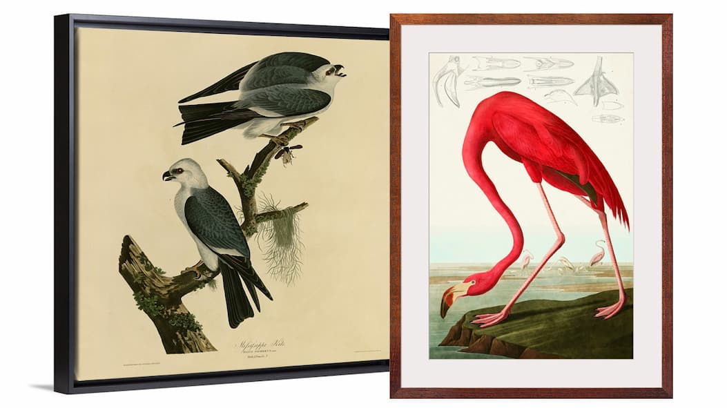 John James Audubon is the most famous bird artist in the world