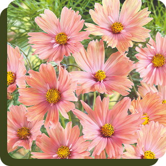 Apricotta Cosmos