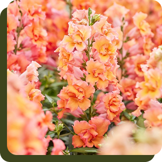 Twinny Bronze Shades F1 Snapdragon