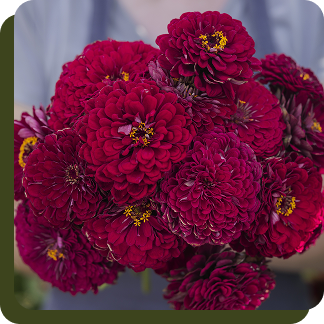 Benary Giant Wine Zinnia