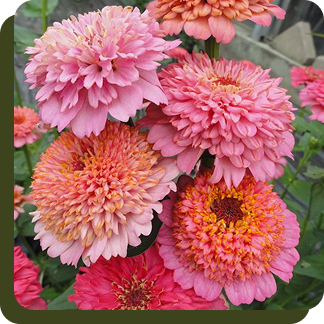 Cupcakes Pink Zinnia Mix
