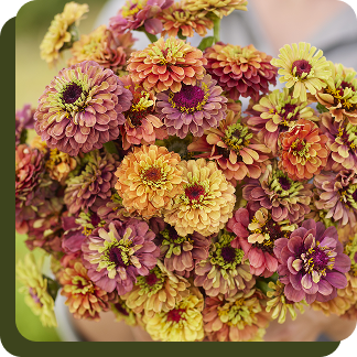Queeny Lime Zinnia Mix