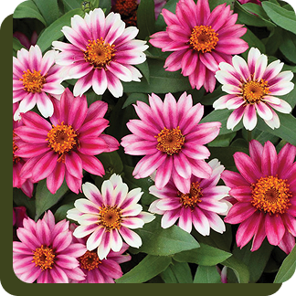 Profusion Cherry Bicolor Zinnia