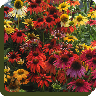 Cheyenne Spirit Coneflower
