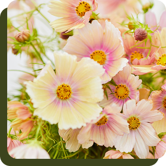 Apricot Lemonade Cosmos