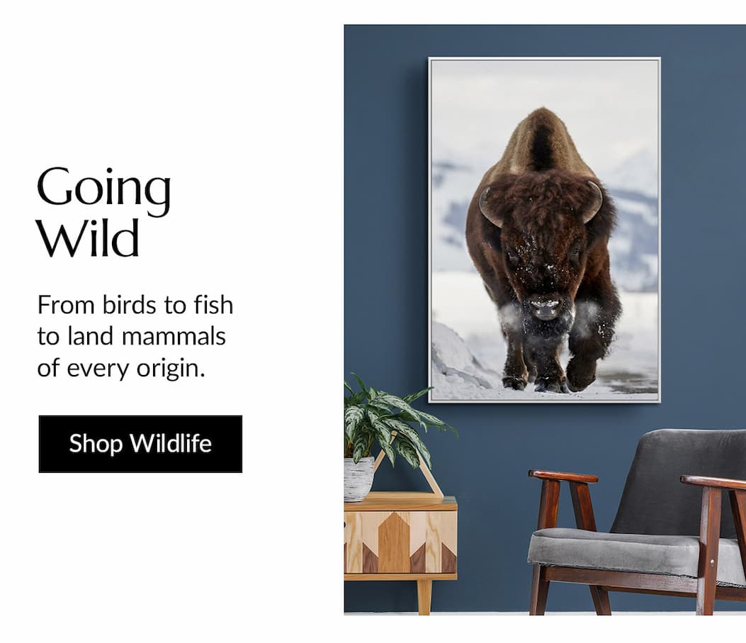 From everyday domestic species to wild and exotic animals