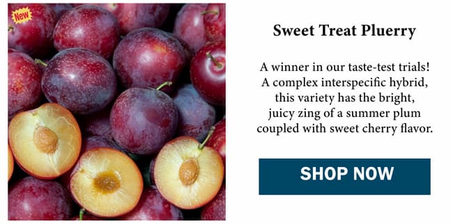 Sweet Treat Pluerry™