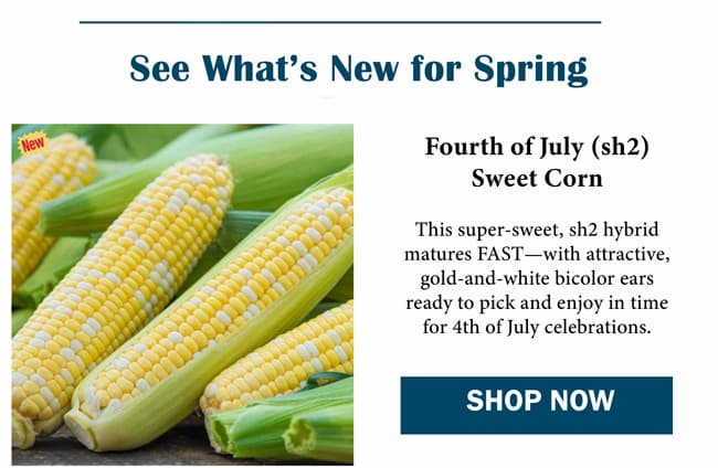 Fourth of July Sweet Corn Seed (sh2)