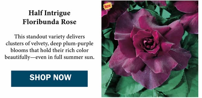 Half Intrigue Floribunda Rose