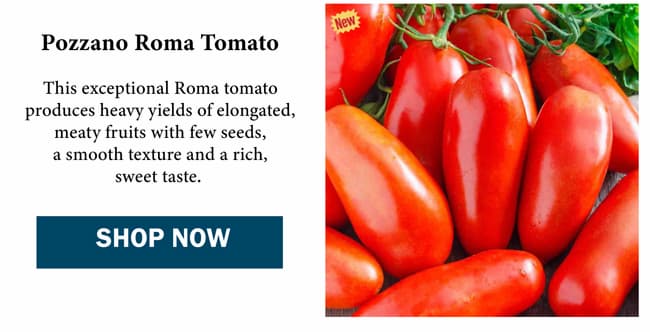 Pozzano Roma Tomato
