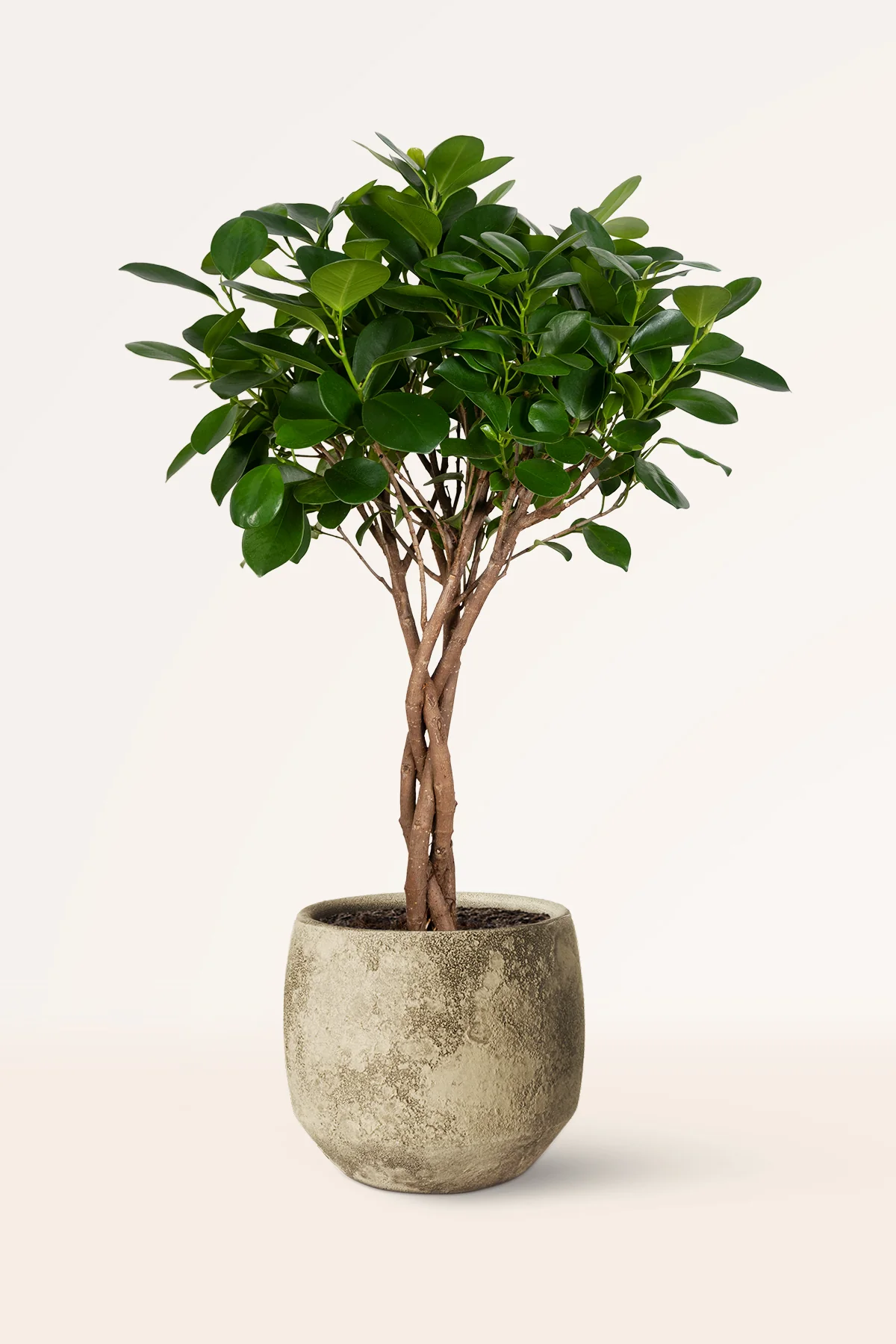 Image of Ficus Moclame
