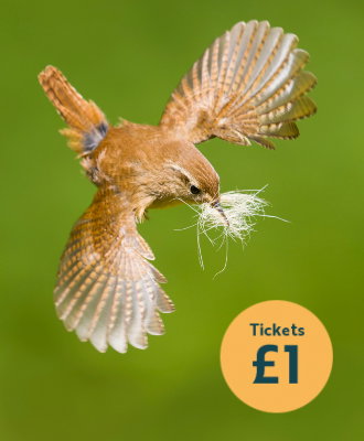Wren flying