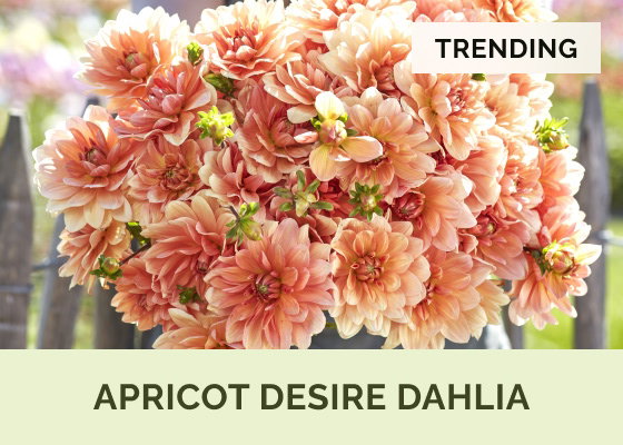 Apricot Desire Dahlia