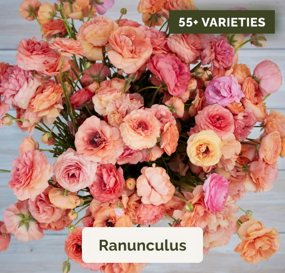 Ranunculus