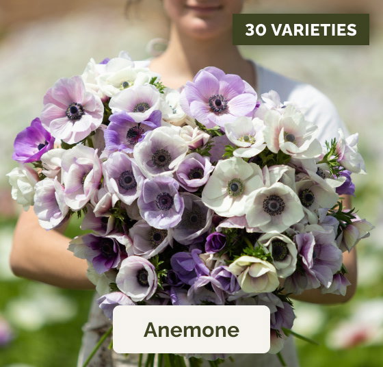Anemone