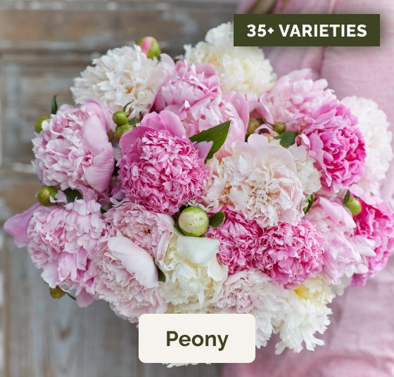 Peony