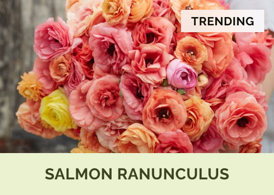 Salmon Ranunculus