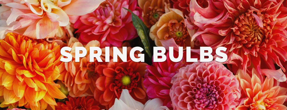 Spring Bulbs