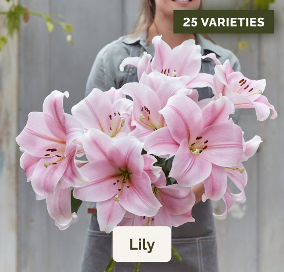 Lily