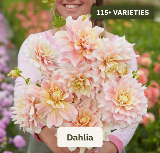 Dahlia