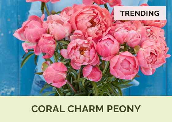 Coral Charm Peony