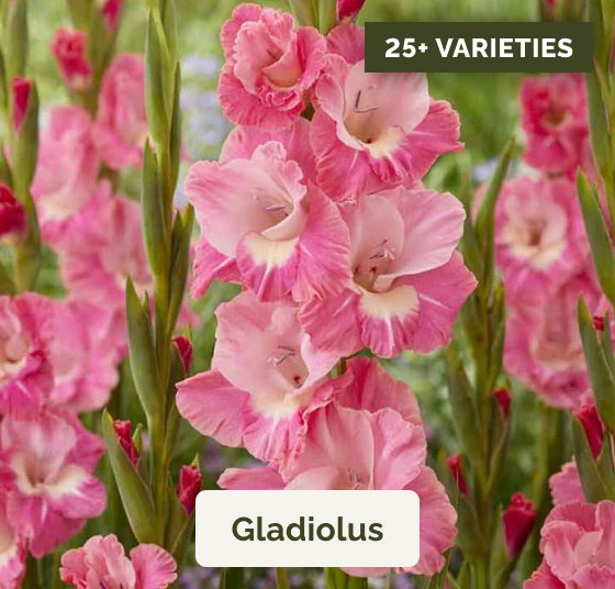 Gladiolus